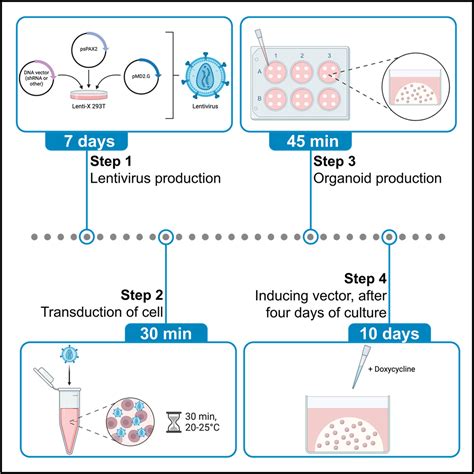 Cell Press: STAR Protocols.